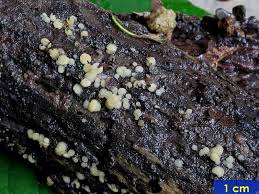 Attēlu rezultāti vaicājumam “Hymenoscyphus imberbis”