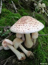 Attēlu rezultāti vaicājumam “Amanita rubescens”