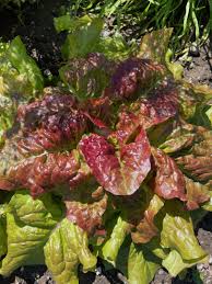 Image result for Pflücksalat