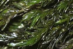 Attēlu rezultāti vaicājumam “Cinclidotus danubicus”