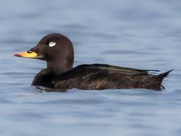 Attēlu rezultāti vaicājumam “Melanitta fusca male”
