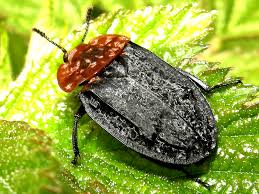 Attēlu rezultāti vaicājumam “Oiceoptoma thoracicum”