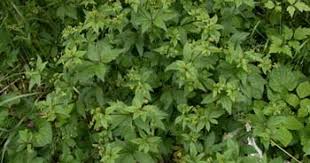 Attēlu rezultāti vaicājumam “Sanicula europaea bud”