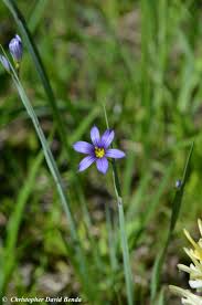 Attēlu rezultāti vaicājumam “Sisyrinchium montanum fruit”