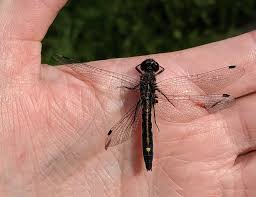 Attēlu rezultāti vaicājumam “Leucorrhinia”