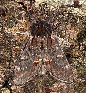 Attēlu rezultāti vaicājumam “Notodonta dromedarius”