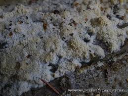 Attēlu rezultāti vaicājumam “Oxyporus corticola”