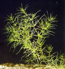 Attēlu rezultāti vaicājumam “Nitella flexilis”