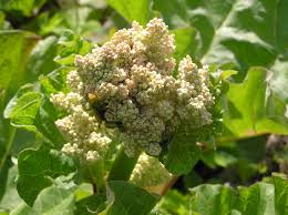 Attēlu rezultāti vaicājumam “Rheum rhabarbarum flower”
