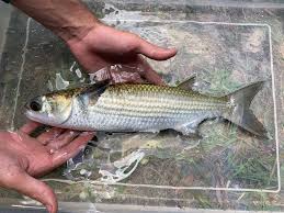 Image result for Mugil cephalus