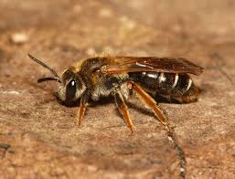 Attēlu rezultāti vaicājumam “Andrena”