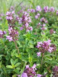 Attēlu rezultāti vaicājumam “Thymus pulegioides flower”