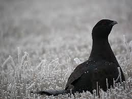 Attēlu rezultāti vaicājumam “Tetrao urogallus male”