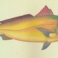 Image result for Liza aurata