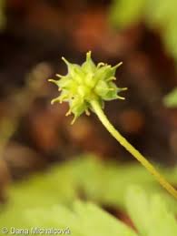 Attēlu rezultāti vaicājumam “Anemone ranunculoides bud”