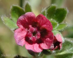 Attēlu rezultāti vaicājumam “Cynoglossum officinale flower”