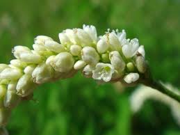 Attēlu rezultāti vaicājumam “Persicaria lapathifolia flower”