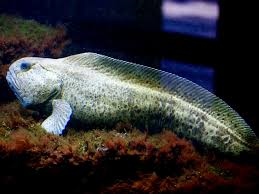 Image result for Anarhichas denticulatus