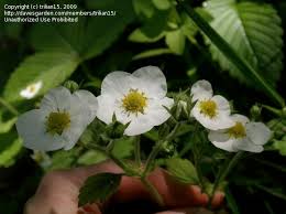 Attēlu rezultāti vaicājumam “Fragaria moschata flower”