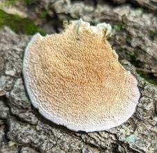 Attēlu rezultāti vaicājumam “Trichaptum biforme”