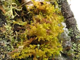 Attēlu rezultāti vaicājumam “Ptilidium ciliare”