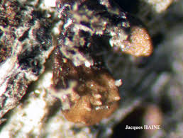 Attēlu rezultāti vaicājumam “Parmeliopsis ambigua”