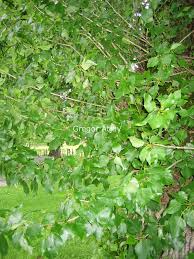 Attēlu rezultāti vaicājumam “Populus x berolinensis”