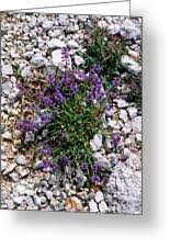 Attēlu rezultāti vaicājumam “Polygala vulgaris”