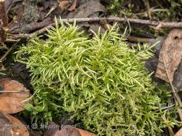 Attēlu rezultāti vaicājumam “Campylium chrysophyllum”