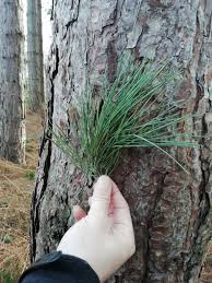 Attēlu rezultāti vaicājumam “Pinus sylvestris leaf”