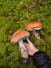 Attēlu rezultāti vaicājumam “Leccinum aurantiacum”