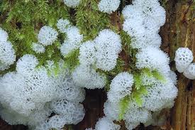 Attēlu rezultāti vaicājumam “Ceratiomyxa porioides plasmodium”