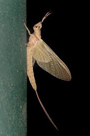 Attēlu rezultāti vaicājumam “Chrysopidae imago”