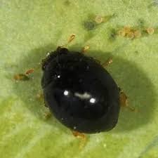 Attēlu rezultāti vaicājumam “Coccinellidae”