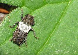 Attēlu rezultāti vaicājumam “Pogonocherus hispidulus”