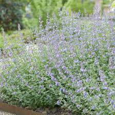 Image result for Katzenminze