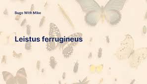 Attēlu rezultāti vaicājumam “Leistus ferrugineus”