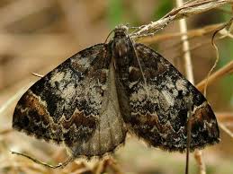 Attēlu rezultāti vaicājumam “Dysstroma truncata”