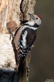 Attēlu rezultāti vaicājumam “Dendrocopos medius adult”