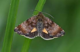 Attēlu rezultāti vaicājumam “Panemeria tenebrata”