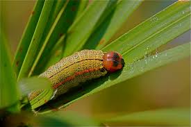 Attēlu rezultāti vaicājumam “Lygistopterus sanguineus larva”