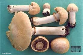 Attēlu rezultāti vaicājumam “Rozites caperata”