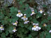 Attēlu rezultāti vaicājumam “Saxifraga cymbalaria”