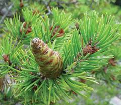 Attēlu rezultāti vaicājumam “Pinus banksiana”