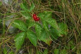 Attēlu rezultāti vaicājumam “Rubus saxatilis”