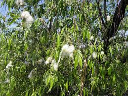 Attēlu rezultāti vaicājumam “Salix daphnoides subsp. acutifolia bud”