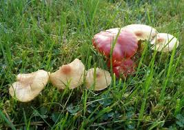 Attēlu rezultāti vaicājumam “Cystoderma amianthinum”