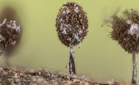 Attēlu rezultāti vaicājumam “Comatricha sp.”