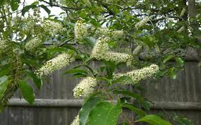 Attēlu rezultāti vaicājumam “Prunus (bird-cherry tree)”