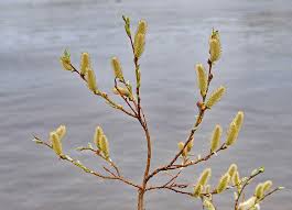 Attēlu rezultāti vaicājumam “Salix lapponum”